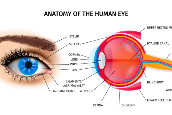 How Does the Human Eye Perceive Color? A Deep Dive Into Visual Perception
